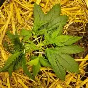 Strawberry Gorilla RF3 Auto by Fast Buds