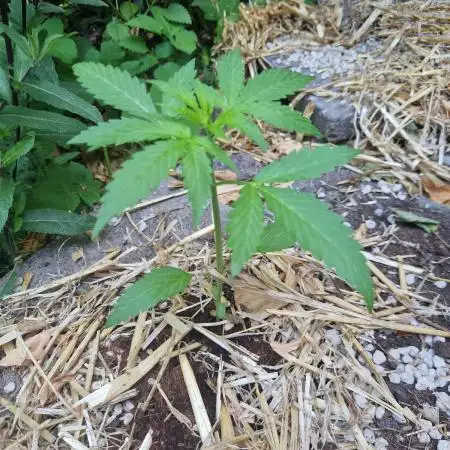 Northern Lights auto Sensi Seeds outdoor