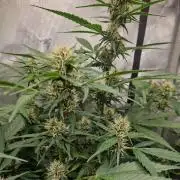 Purple Lemonade Auto by Fast Buds