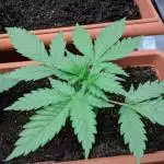 Blueberry Ghost OG