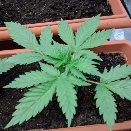 Blueberry Ghost OG