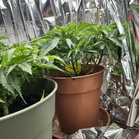 Blueberry Muffin Build-In Wardrobe Grow