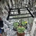 Blueberry Muffin Build-In Wardrobe Grow