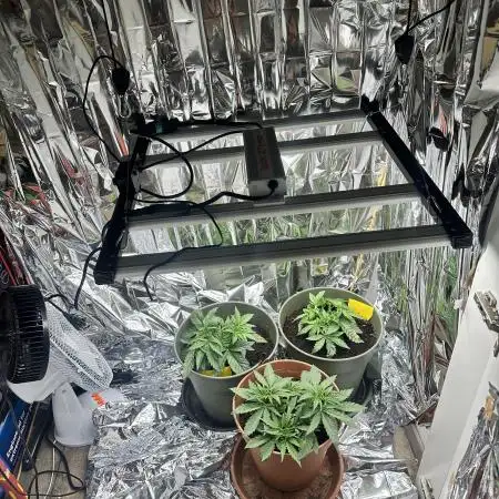 Blueberry Muffin Build-In Wardrobe Grow
