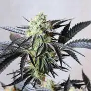 3x Meringue,3x Frozen Biscotti/LST/toped