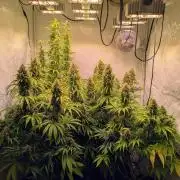 5x Hawaiian Snow/ topped / LST