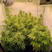 5x Hawaiian Snow/ topped / LST