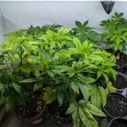 3x Meringue,3x Frozen Biscotti/LST/toped