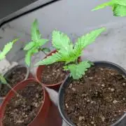 3x Meringue,3x Frozen Biscotti/LST/toped