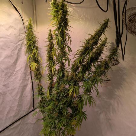 5x Hawaiian Snow/ topped / LST