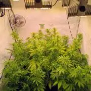 5x Hawaiian Snow/ topped / LST