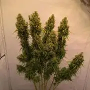 5x Hawaiian Snow/ topped / LST