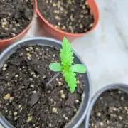 3x Meringue,3x Frozen Biscotti/LST/toped