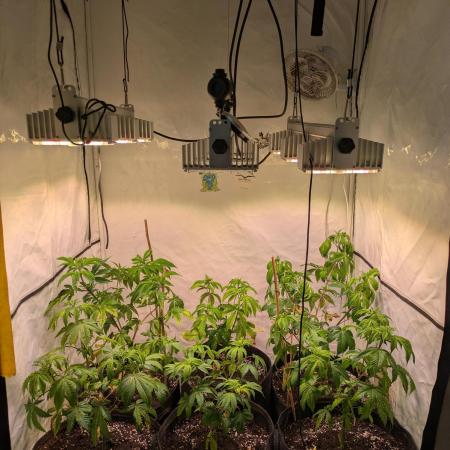 3x Meringue,3x Frozen Biscotti/LST/toped