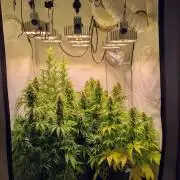 5x Hawaiian Snow/ topped / LST