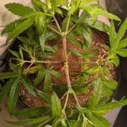 5x Hawaiian Snow/ topped / LST