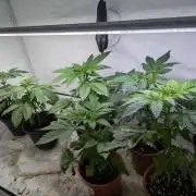 3x Meringue,3x Frozen Biscotti/LST/toped