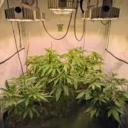 5x Hawaiian Snow/ topped / LST