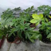 3x Meringue,3x Frozen Biscotti/LST/toped