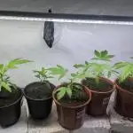 5x Hawaiian Snow/ topped / LST