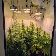 5x Hawaiian Snow/ topped / LST