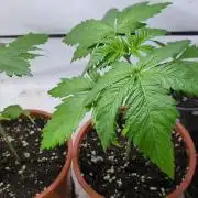 3x Meringue,3x Frozen Biscotti/LST/toped