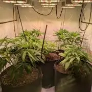 5x Hawaiian Snow/ topped / LST