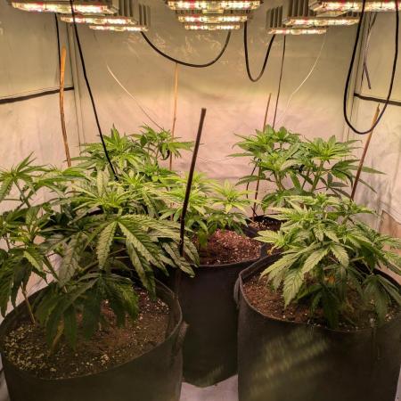 5x Hawaiian Snow/ topped / LST