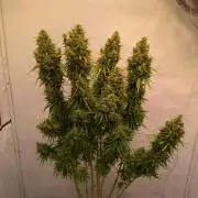 5x Hawaiian Snow/ topped / LST