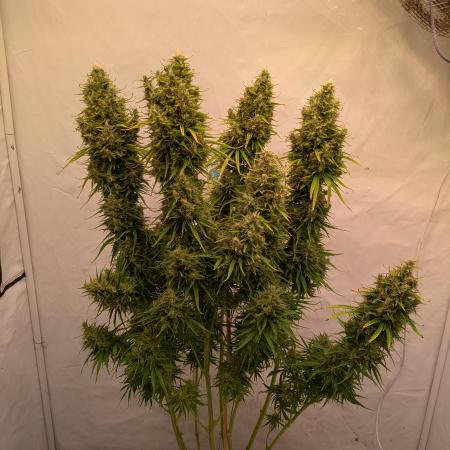 5x Hawaiian Snow/ topped / LST