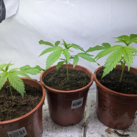 5x Hawaiian Snow/ topped / LST