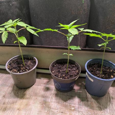 Projekt 4m Bäume - Sweet Seeds Fast