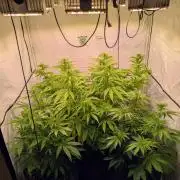 5x Hawaiian Snow/ topped / LST