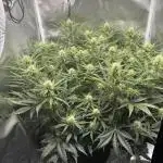 Northern Cheese Haze Auto - First Grow