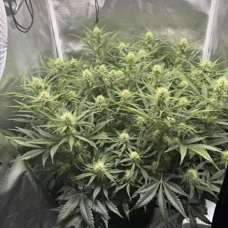Northern Cheese Haze Auto - First Grow