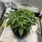 Northern Cheese Haze Auto - First Grow
