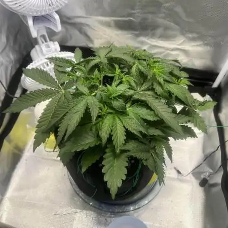 Northern Cheese Haze Auto - First Grow