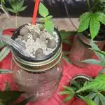 GR420 Seedstockers Grow - Big Bud