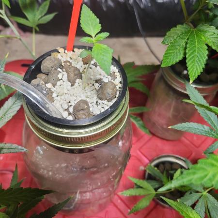 GR420 Seedstockers Grow - Big Bud
