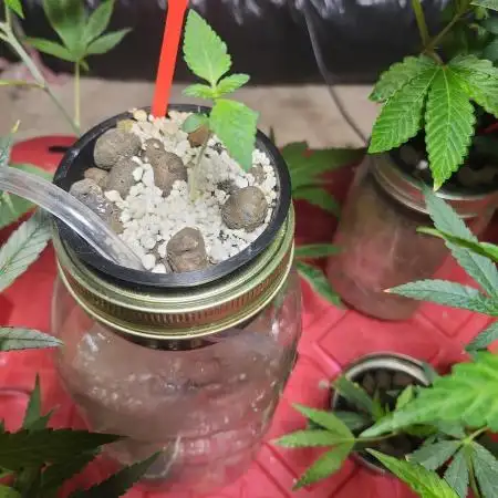GR420 Seedstockers Grow - Big Bud
