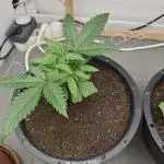Zamnesia LSD