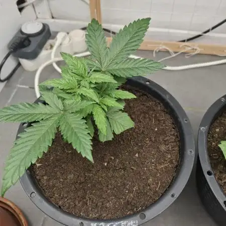 Zamnesia LSD