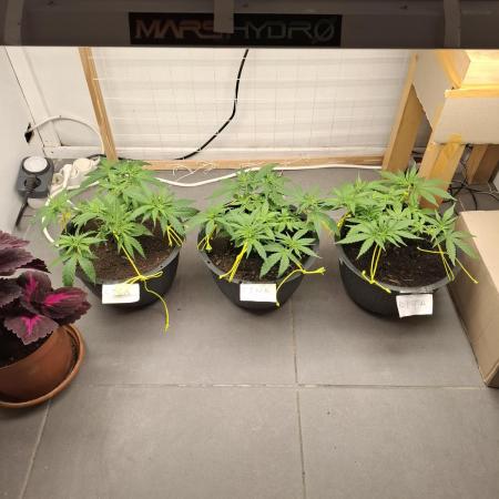 Zamnesia LSD