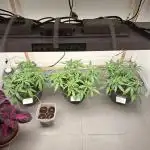 Zamnesia LSD