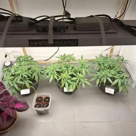 Zamnesia LSD