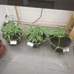 Zamnesia LSD