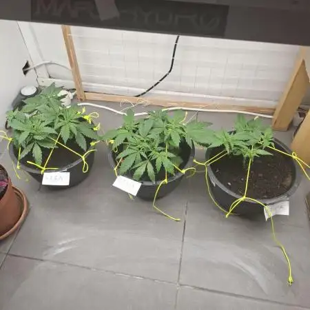 Zamnesia LSD