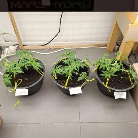 Zamnesia LSD