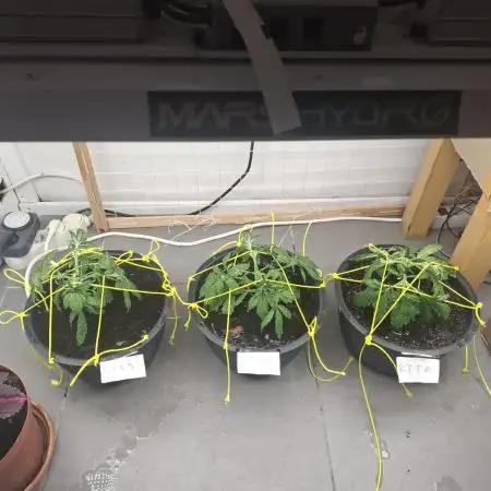 Zamnesia LSD