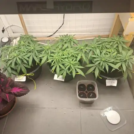Zamnesia LSD
